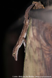 Northern Leaf-Tailed Gecko<br><i>Saltuarius cornutus</i>