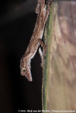 Northern Leaf-Tailed Gecko<br><i>Saltuarius cornutus</i>