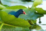 Purple Gallinule<br><i>Porphyrio martinica</i>