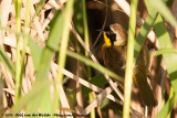 Common Yellowthroat<br><i>Geothlypis trichas ssp.</i>