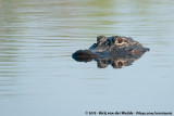 American Alligator<br><i>Alligator mississippiensis</i>