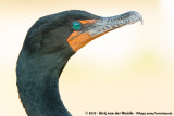 Cormorants  (Aalscholvers)