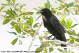 American CrowCorvus brachyrhynchos pascuus