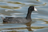 American Coot<br><i>Fulica americana americana</i>