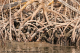 American Crocodile<br><i>Crocodylus acutus</i>