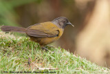 Large-Footed Finch<br><i>Pezopetes capitalis</i>