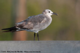 Laughing GullLeucophaeus atricapilla megalopterus