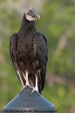 Black VultureCoragyps atratus