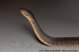 Florida Green Water Snake<br><i>Nerodia floridana</i>