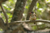 Brown-Hooded Kingfisher<br><i>Halcyon albiventris prentissgrayi</i>