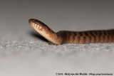 Florida Green Water Snake<br><i>Nerodia floridana</i>