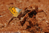 Golden Arab<br><i>Colotis chrysonome</i>