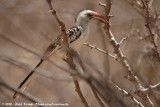 Northern Red-Billed Hornbill<br><i>Tockus erythrorhynchus</i>