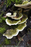 Lumpy Bracket<br><i>Trametes gibbosa</i>