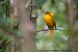 Golden BowerbirdPrionodura newtoniana