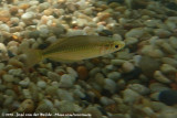 Lake Eacham Rainbowfish<br><i>Melanotaenia eachamensis</i>