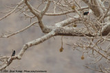 Green Wood Hoopoe<br><i>Phoeniculus purpureus marwitzi</i>