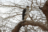 African Hawk-Eagle<br><i>Aquila spilogaster</i>