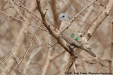Emerald-Spotted Wood Dove<br><i>Turtur chalcospilos</i>
