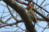 Cardinal Woodpecker<br><i>Dendropicos fuscescens hartlaubii</i>