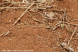 Spekes Sand Lizard<br><i>Heliobolus spekii</i>