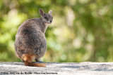 Mareeba Rock Wallaby<br><i>Petrogale mareeba</i>