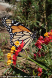 American Monarch<br><i>Danaus plexippus</i>