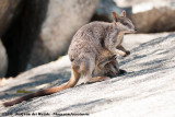 Mareeba Rock WallabyPetrogale mareeba
