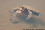 Northern Australian Snapping Turtle<br><i>Elseya dentata</i>