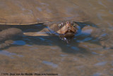 Kreffts River TurtleEmydura macquarii krefftii