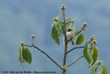 Black-And-White Shrike-Flycatcher<br><i>Bias musicus changamwensis</i>
