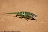 West Usambara Blade-Horned Chameleon<br><i>Kinyongia multituberculata</i>
