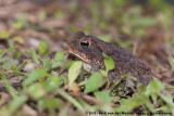 Southern Toad<br><i>Anaxyrus terrestris</i>