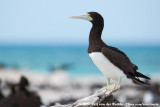 Brown Booby<br><i>Sula leucogaster plotus</i>