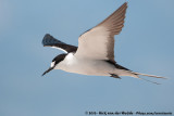 Sooty Tern<br><i>Onychoprion fuscatus serratus</i>