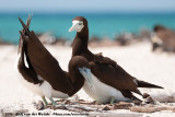 Brown Booby<br><i>Sula leucogaster plotus</i>