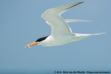 Lesser Crested Tern<br><i>Thalasseus bengalensis torresii</i>