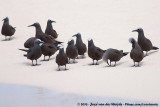 Brown Noddy<br><i>Anous stolidus pileatus</i>