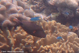 Orange-Lined Triggerfish<br><i>Balistapus undulatus</i>