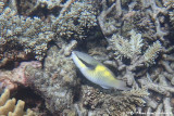Dark-Capped Parrotfish<br><i>Scarus oviceps</i>