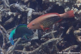 Bridled Parrotfish<br><i>Scarus frenatus</i>