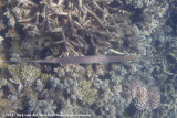 Bluespotted Cornetfish<br><i>Fistularia commersonii</i>