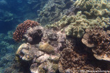Corals<br><i>Anthozoa indet.</i>