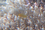Lemon Damselfish<br><i>Pomacentrus moluccensis</i>