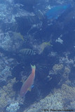 Steephead Parrotfish<br><i>Chlorurus microrhinos</i>