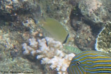 Speckled Butterflyfish<br><i>Chaetodon citrinellus</i>
