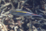 Two-Lined Monocle Bream<br><i>Scolopsis bilineatus</i>