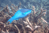 Dark-Capped Parrotfish<br><i>Scarus oviceps</i>