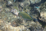 Striped Surgeonfish<br><i>Acanthurus lineatus</i>