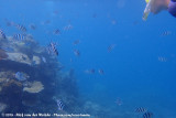 Jos snorkling with<br>Scissortail Sergeant<br><i>Abudefduf sexfasciatus</i>